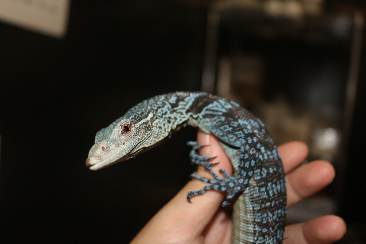 【インドネシア便】

コバルトツリーモニター

鮮やかな濃いブルー🩵
今回、比較的若個体多め😌

ピンセットから食べてる個体もいてます🫶