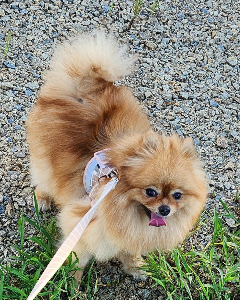 nanameneri's tweet image. お散歩🐕🐾楽しかったよ🎶
　　　　　　#ポメチー　#pomchi
　　　　　　#ポメチワ　#チワポメ