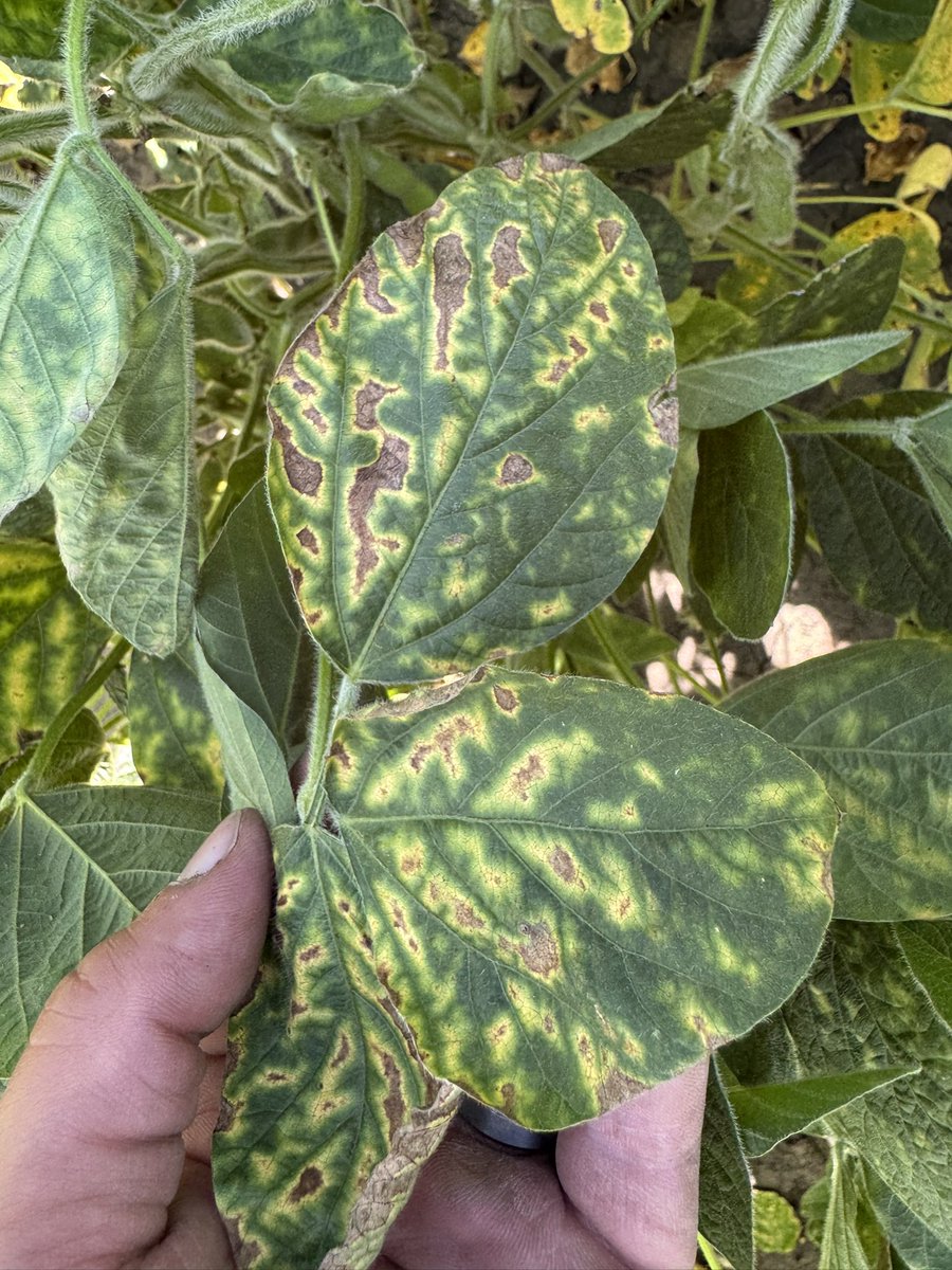 BisonBeanDoc's tweet image. Lots of cases of “SDS” starting to show up around Eastern ND, but every case so far has turned out to be Brown Stem Rot. Don’t rely on the leaf symptoms solely for diagnosis, and remember to split stems to look for browning in the pith