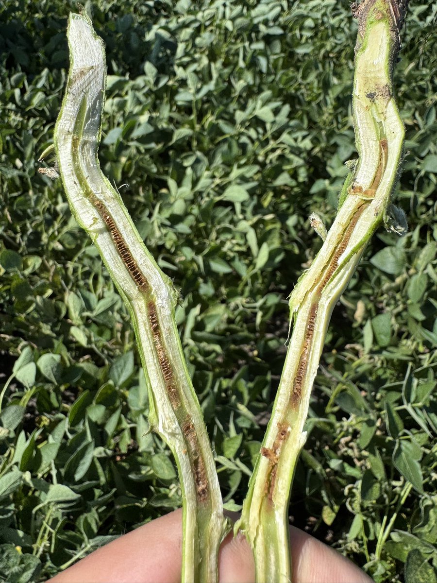 BisonBeanDoc's tweet image. Lots of cases of “SDS” starting to show up around Eastern ND, but every case so far has turned out to be Brown Stem Rot. Don’t rely on the leaf symptoms solely for diagnosis, and remember to split stems to look for browning in the pith