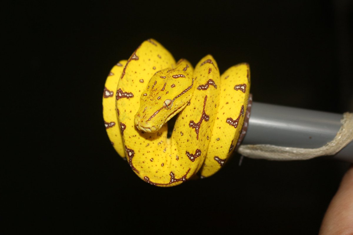 【インドネシア便】

トッケイヤモリ　各種
パイド含めた色変個体がワラワラ入荷
検証を楽しめる個体が盛り沢山🔥

グリーンパイソン

メラウケ.マノクワリなどなど
メラウケはピグも薄ら出てきた
今から成長が楽しみな若個体