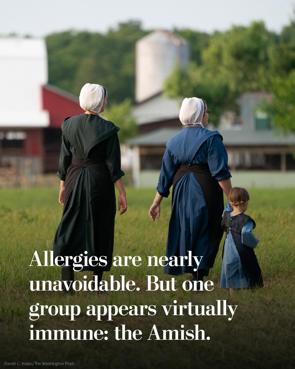 Whether triggered by pollen, pet dander or peanuts, allergies seem nearly impossible to avoid. Somehow, the Amish seemingly do.

The “hygiene hypothesis” suggests that early childhood exposure to microbes is helping that community develop healthy immune systems.