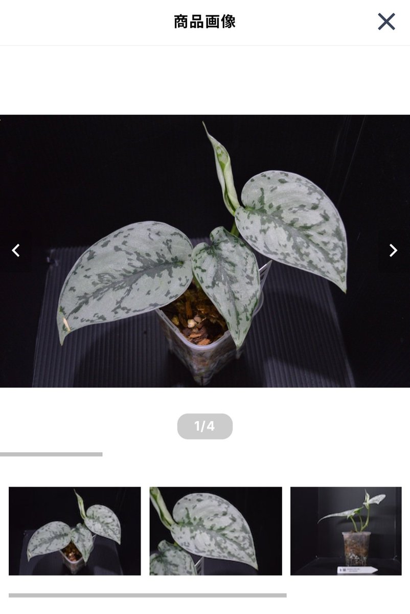 BaseショップにNakayamaPlants様のスキンダプサスを掲載しました