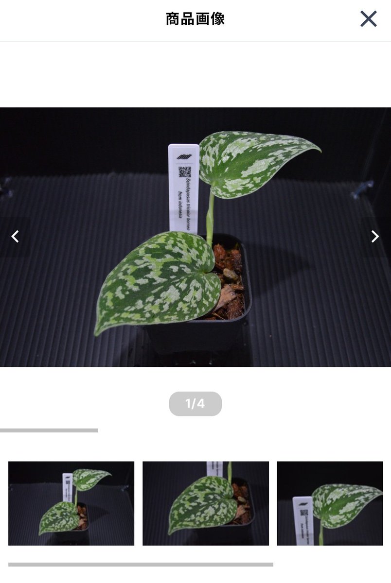 BaseショップにNakayamaPlants様のスキンダプサスを掲載しました