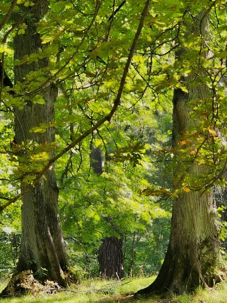 'In the woods' 🌳
#trees #NatureBeauty