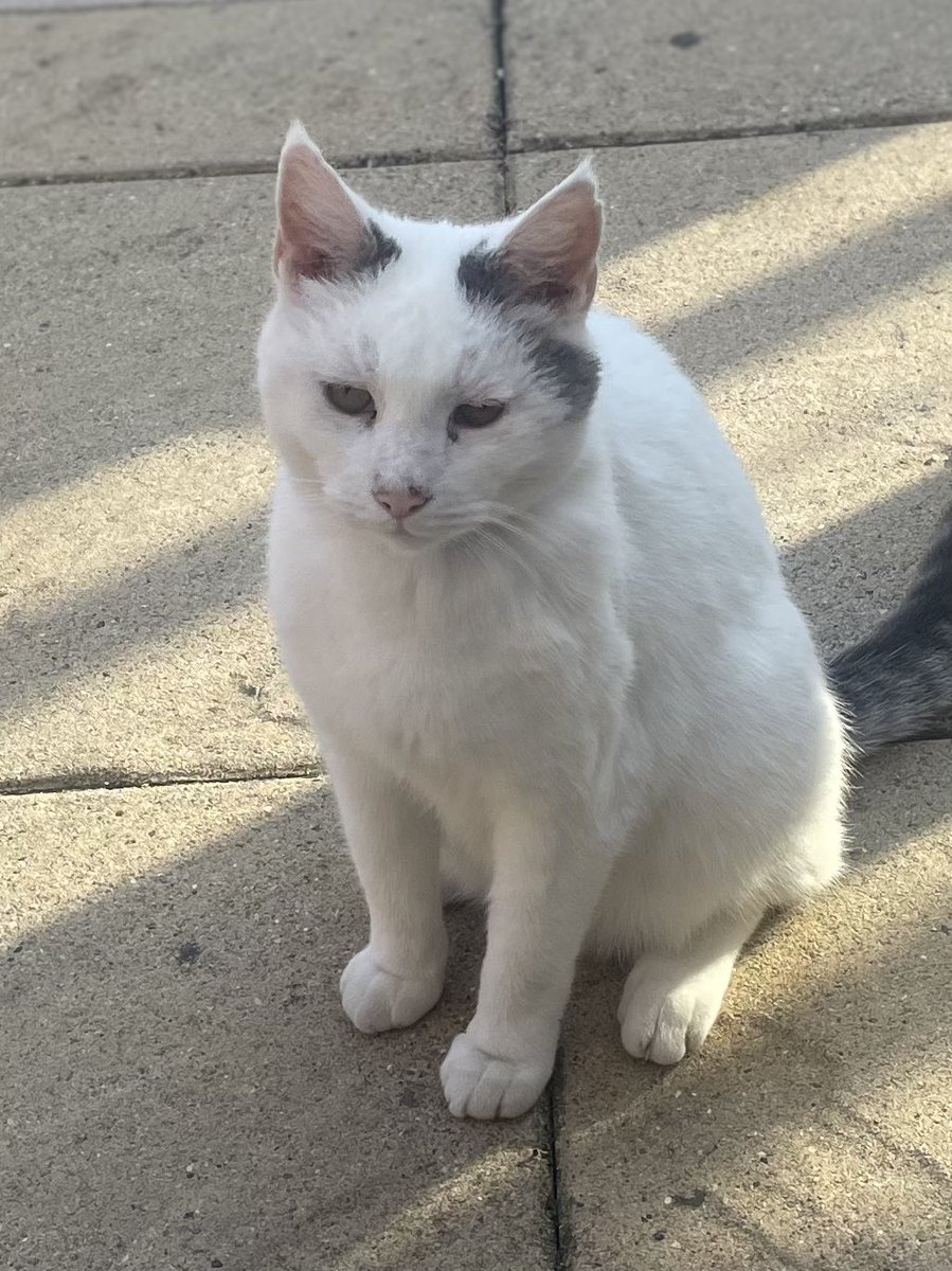 We think of dear Pickett today a handsome panfur whose family loved so much. We hope our tributes will bring comfort. I am doing  an early #Hedgewatch for him as today will be hot and I shall need to find a shady cool spot. #HedgewatchforPickett. ❤️❤️❤️