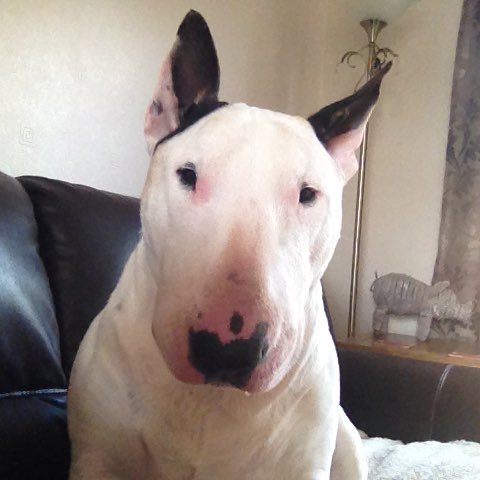 mrst43's tweet image. Six years today we lost this legend - moments in time you never forget as memories last forever #Paddy