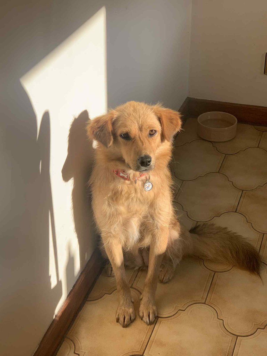 Enjoying a sun puddle while keeping an eye out for zombies …all clear #zshq