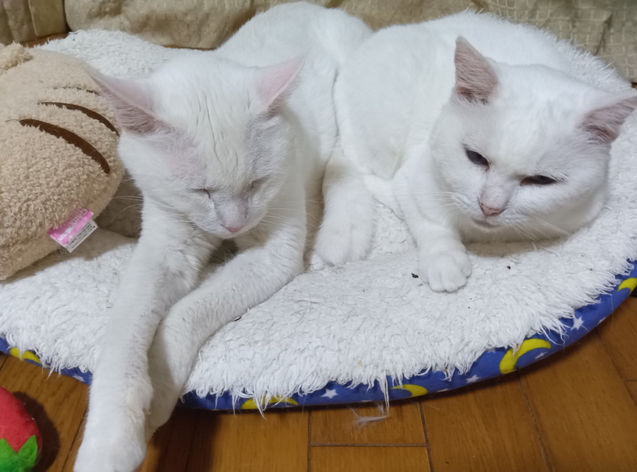 こねこ屋様♡ありがとうございます♡ X-এ ももこ🍑夏コミ8/16東7ホールA-22ab: 