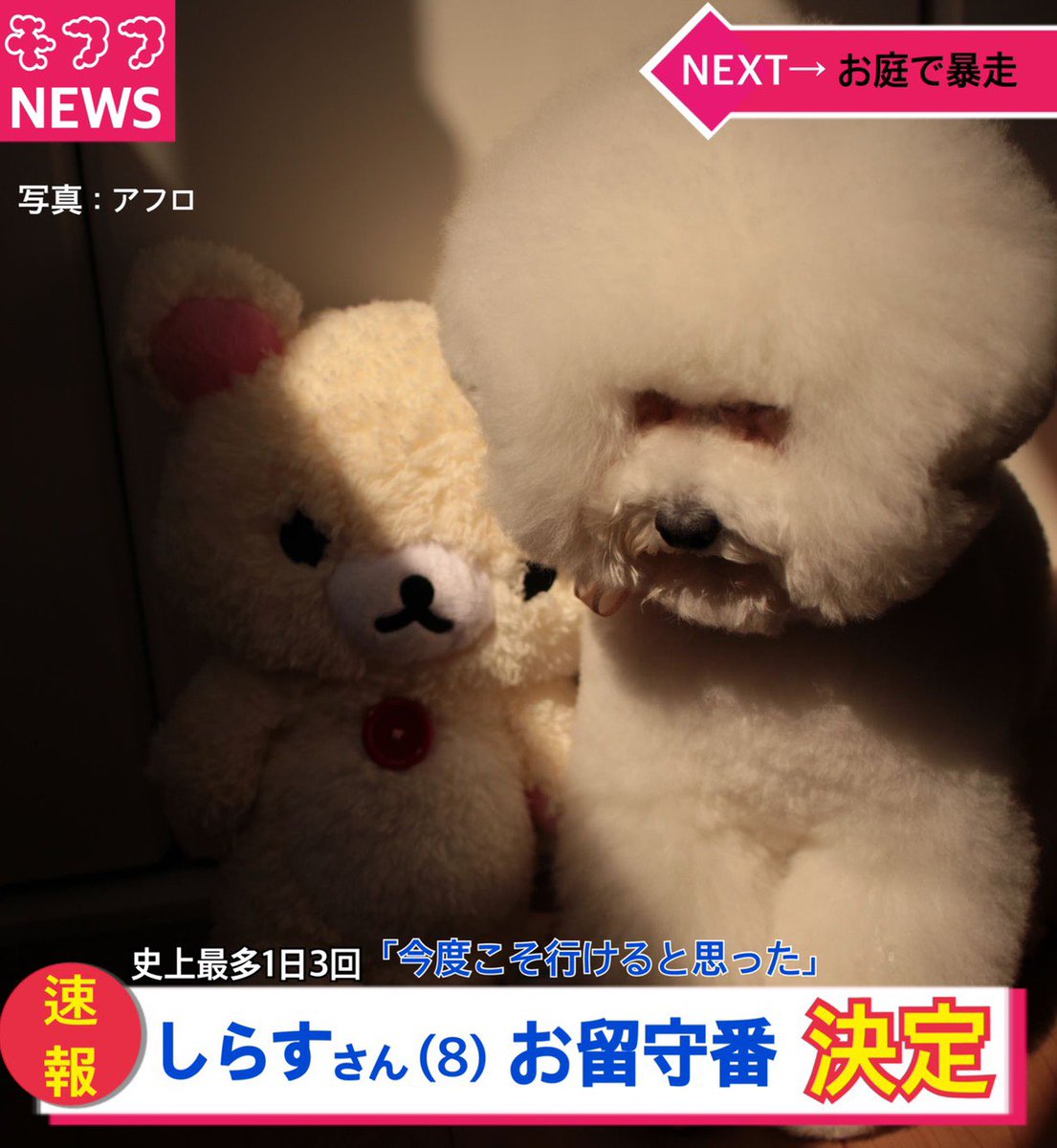 しらすさん (@1113shirasu) / Posts / X