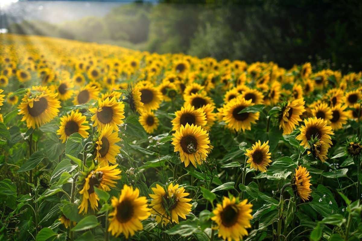 thisdevon tweet media