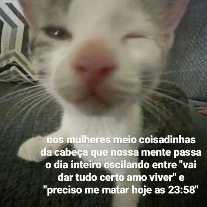 perfil dedicado a gatinhos e peitos (@odeiootaco) on Twitter photo 