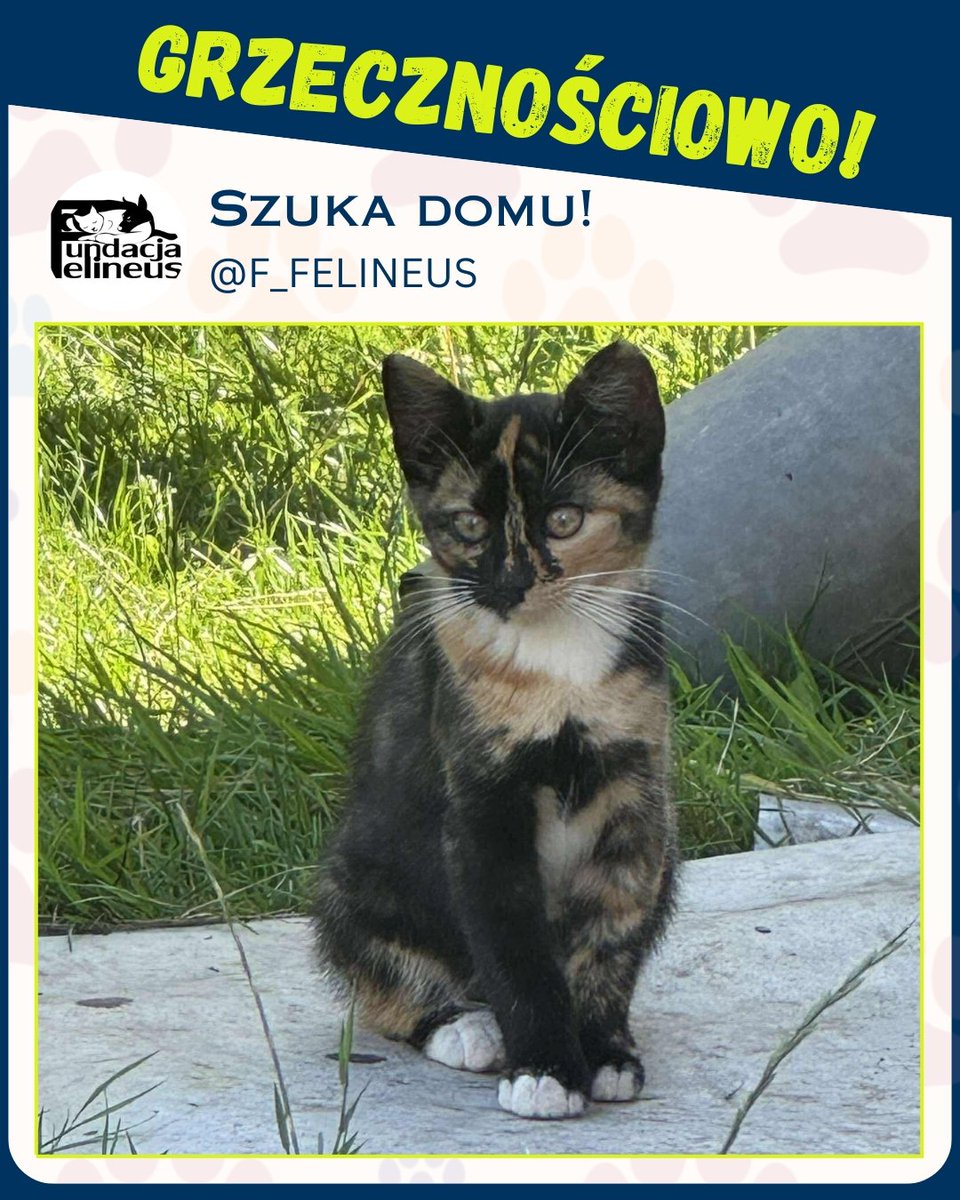 F_FELINEUS's tweet image. Ogłoszenie grzecznościowe.

Żurawica - Podkarpacie.  Małe kotki poszukują dobrych, bezpiecznych domów. Są odrobaczone.
Istnieje możliwość transportu.
Kontakt w sprawie adopcji wyłącznie telefoniczny 507011444.

#Koty #pilne #adopcja #przygarnij