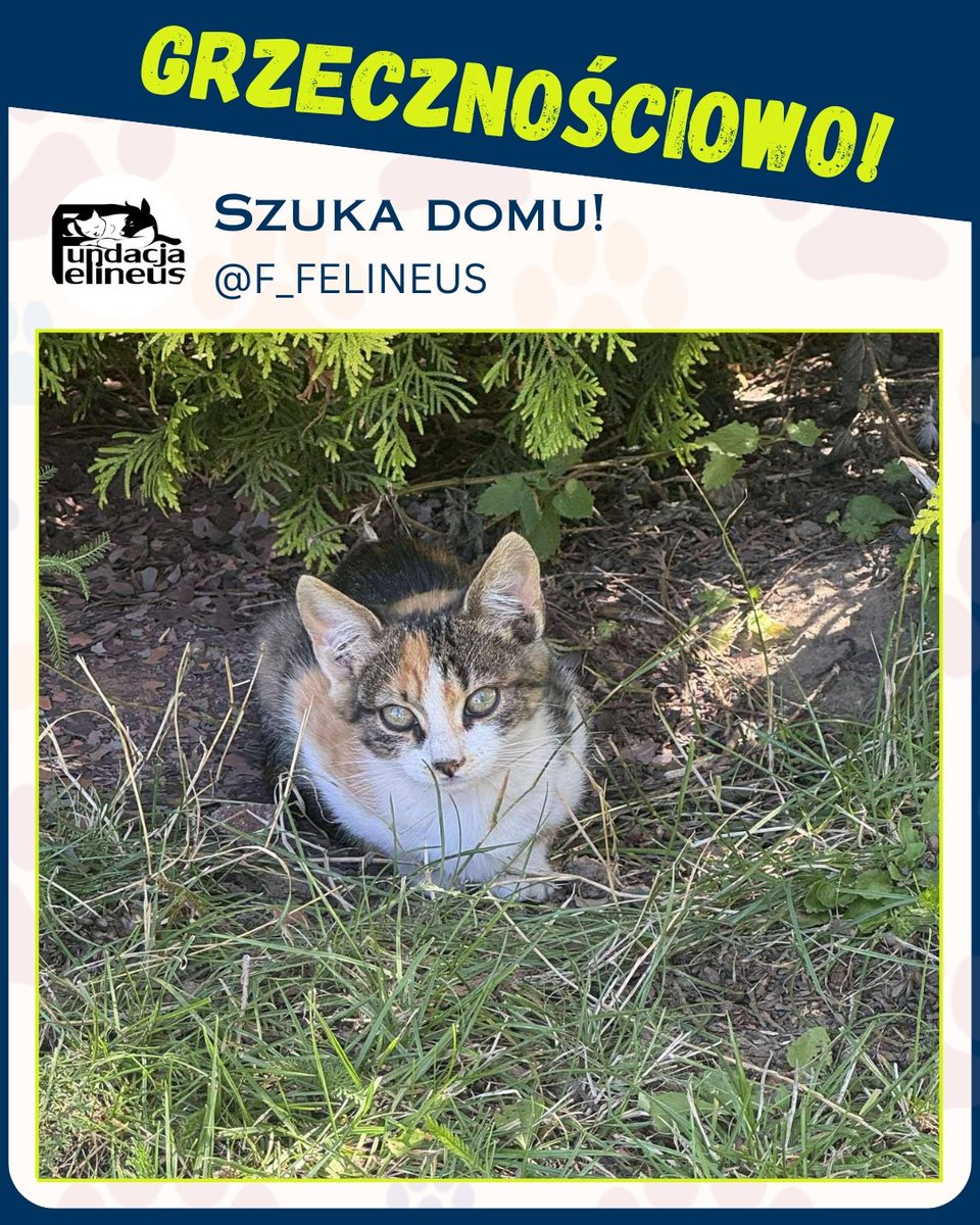 F_FELINEUS's tweet image. Ogłoszenie grzecznościowe.

Żurawica - Podkarpacie.  Małe kotki poszukują dobrych, bezpiecznych domów. Są odrobaczone.
Istnieje możliwość transportu.
Kontakt w sprawie adopcji wyłącznie telefoniczny 507011444.

#Koty #pilne #adopcja #przygarnij