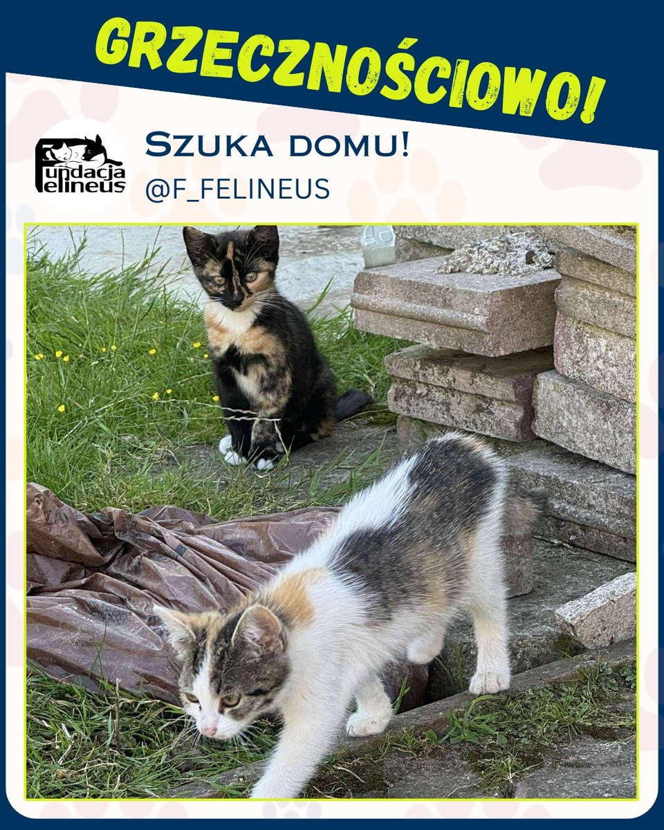 F_FELINEUS's tweet image. Ogłoszenie grzecznościowe.

Żurawica - Podkarpacie.  Małe kotki poszukują dobrych, bezpiecznych domów. Są odrobaczone.
Istnieje możliwość transportu.
Kontakt w sprawie adopcji wyłącznie telefoniczny 507011444.

#Koty #pilne #adopcja #przygarnij