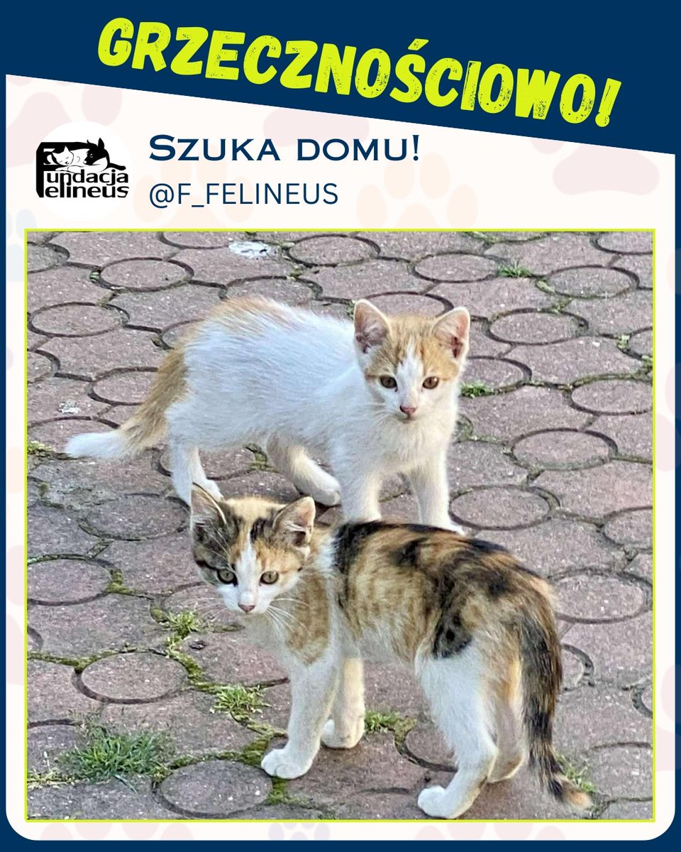 F_FELINEUS's tweet image. Ogłoszenie grzecznościowe.

Żurawica - Podkarpacie.  Małe kotki poszukują dobrych, bezpiecznych domów. Są odrobaczone.
Istnieje możliwość transportu.
Kontakt w sprawie adopcji wyłącznie telefoniczny 507011444.

#Koty #pilne #adopcja #przygarnij