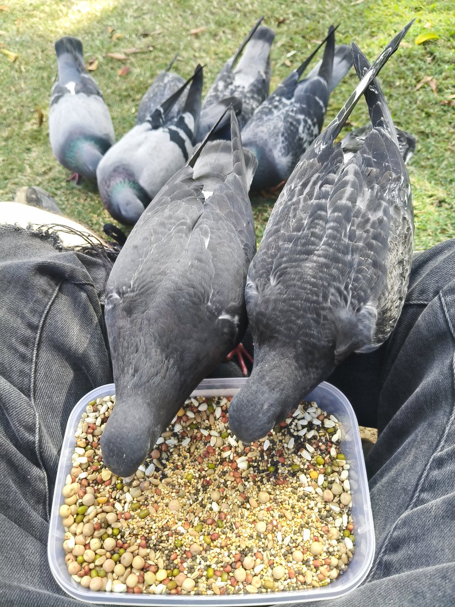 deepc_cryptid's tweet image. Birthday #pigeons 🎉💚 did my first string foot rescue today too 🥰