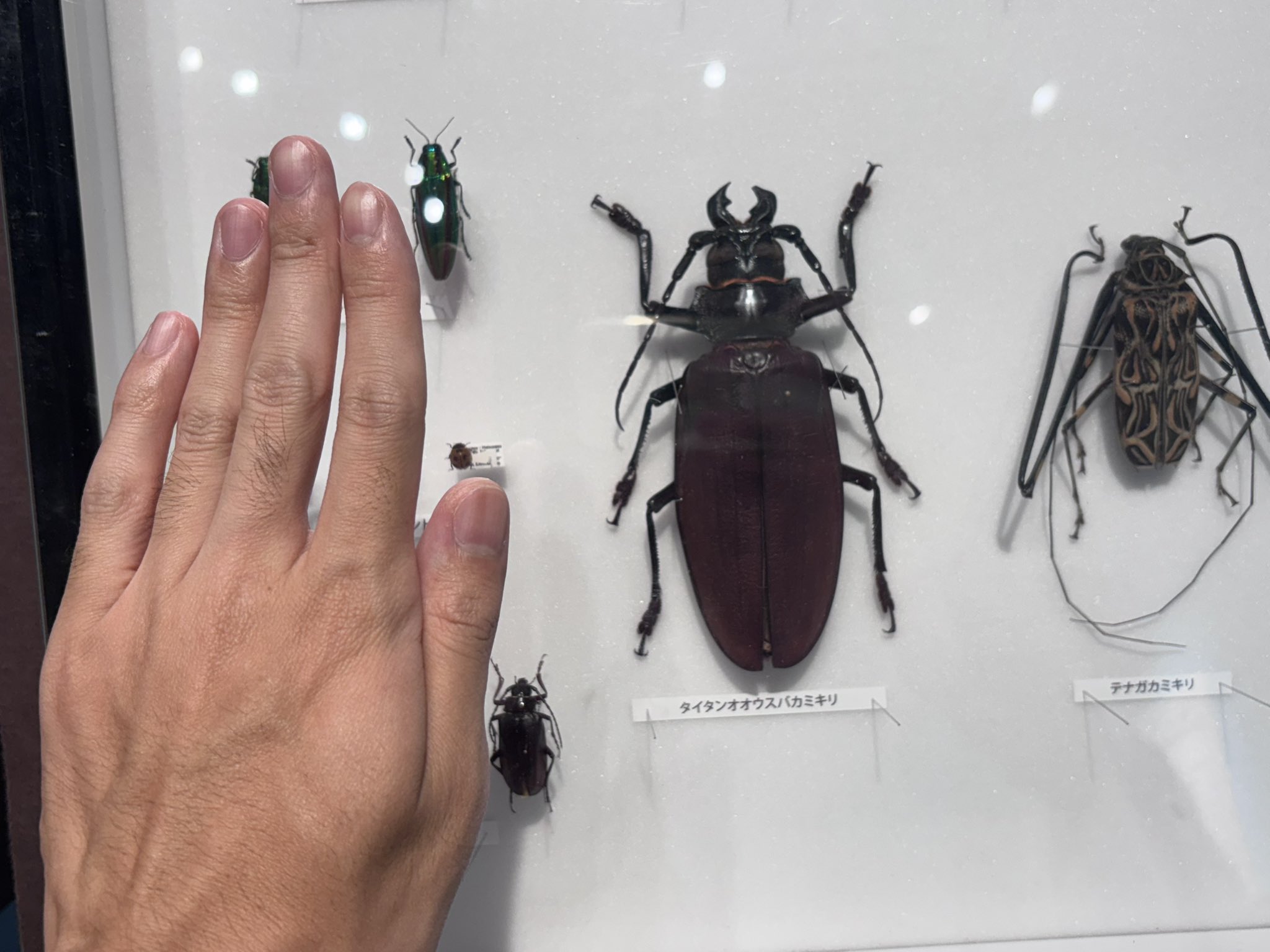 タイタンオオウスバカミキリ 標本 タイタンオオウスバカミキリ Titanus