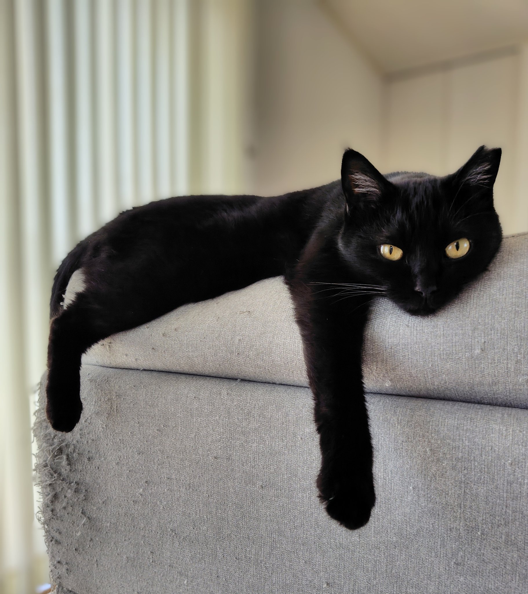 くろねこ 楽天市場】猫 ぬいぐるみ 猫のぬいぐるみ Scratchスクラッチ