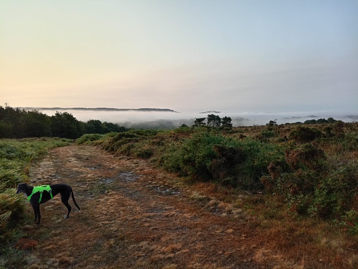 Morning dog walk.