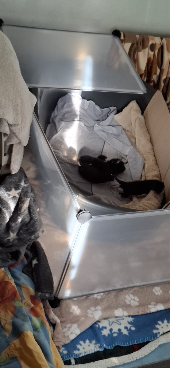 Suchspiel: Findet die Mama Gadtze, die wir grad gesucht haben! 

Gewinn: Ein Kittenbild!