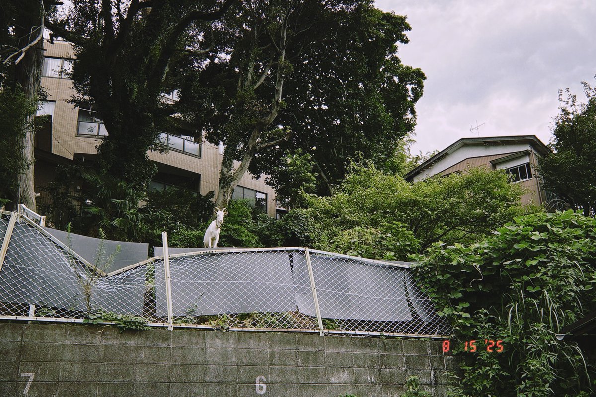 ヤギおる