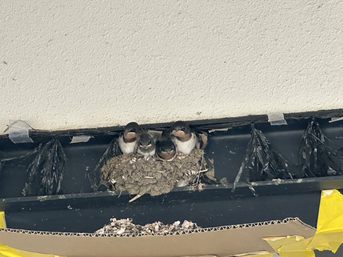 ツバメ！巣にいるの初めて見た😳