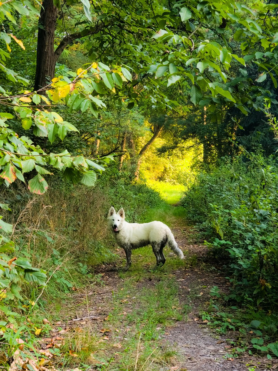 SuperLevure🌲📷 🐶 tweet media