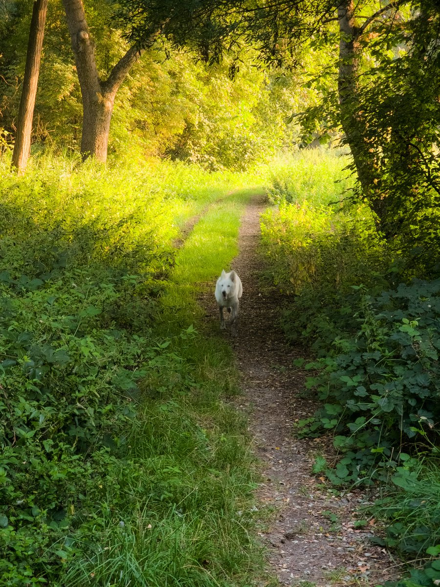 SuperLevure🌲📷 🐶 tweet media