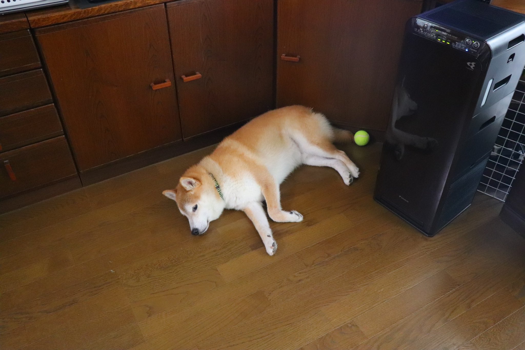 柴犬テツ (@tetsu_shiba) / X