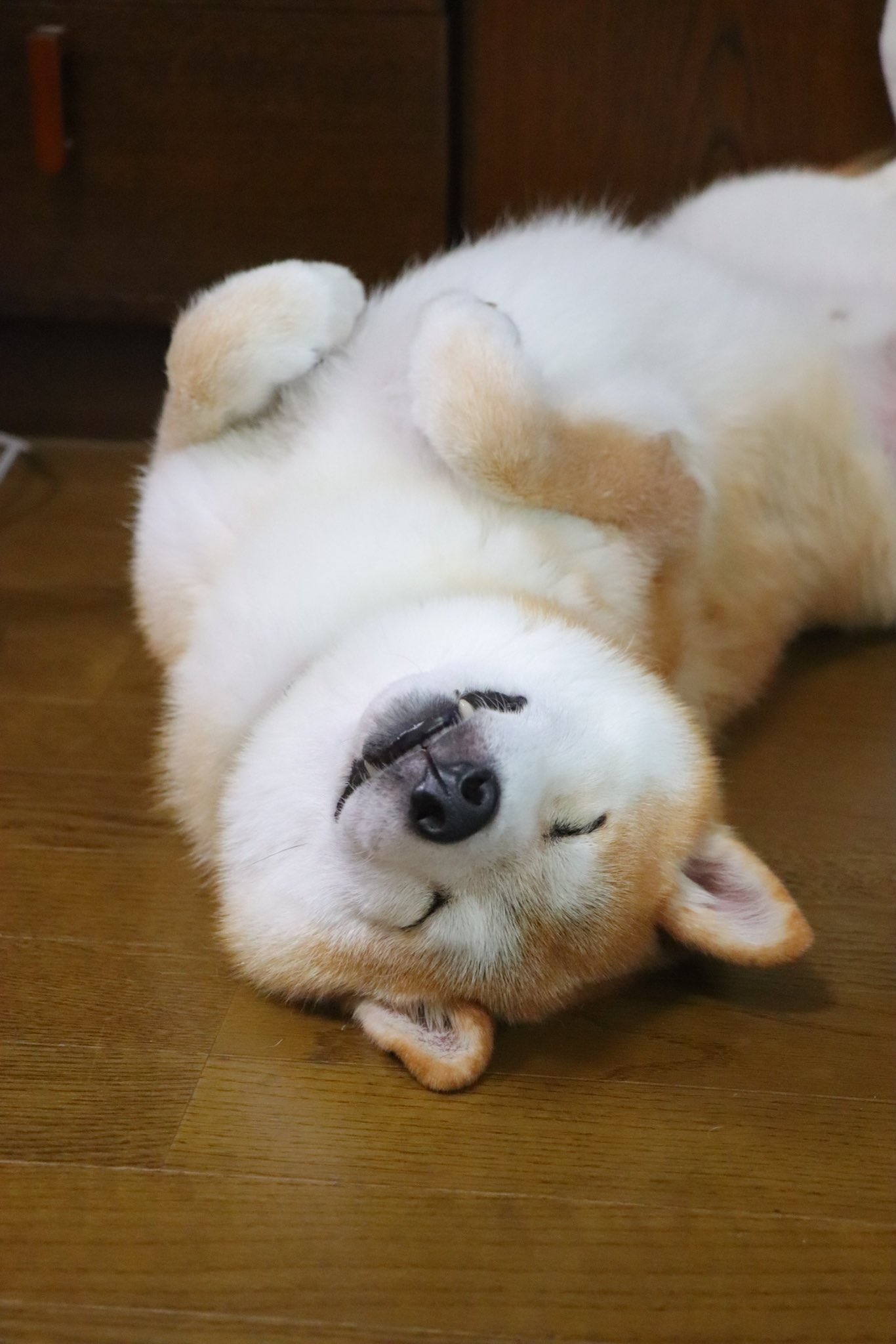 柴犬テツ 柴犬テツ (@tetsu_shiba) / X