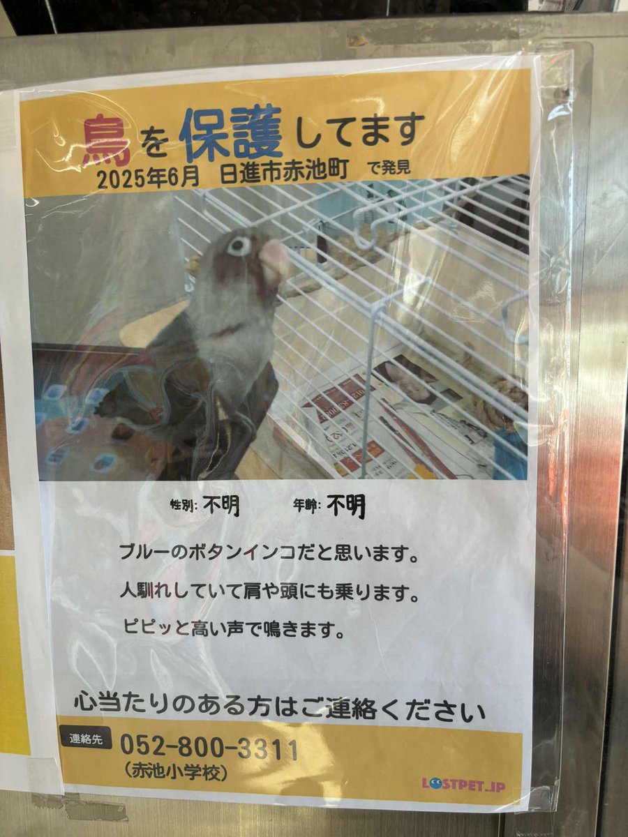 lemotanne's tweet photo. 2025年6月に愛知県日進市赤池町で発見されたボタンインコが赤池小学校で保護されています

飼い主さんに繋がりますように
拡散をよろしくお願いいたします🙏

#迷子鳥
#ボタンインコ
#愛知県
#日進市 https://t.co/vXSNTuFYtA