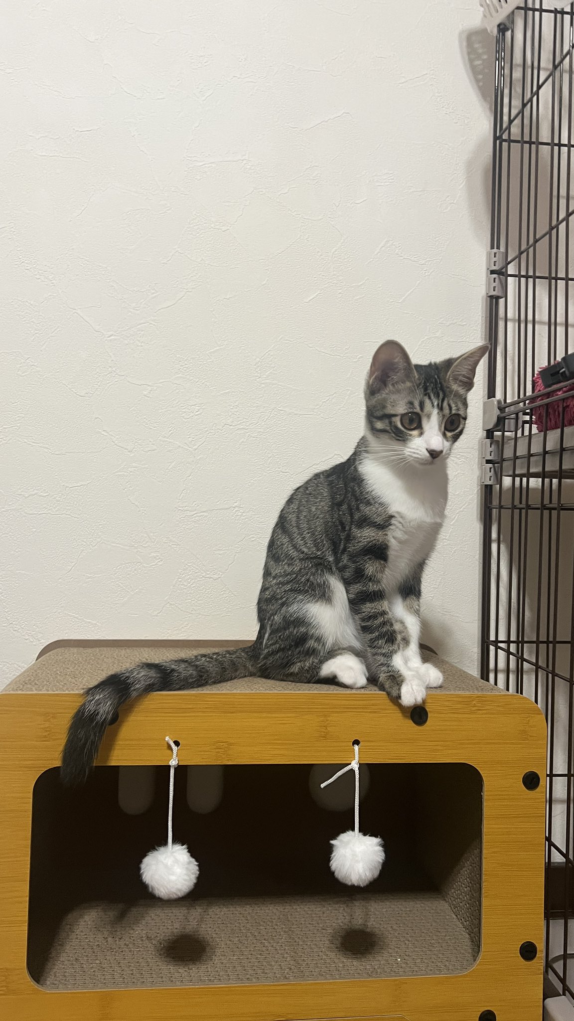 さやたろ さやたろ (@saaaya_0x0_) / X