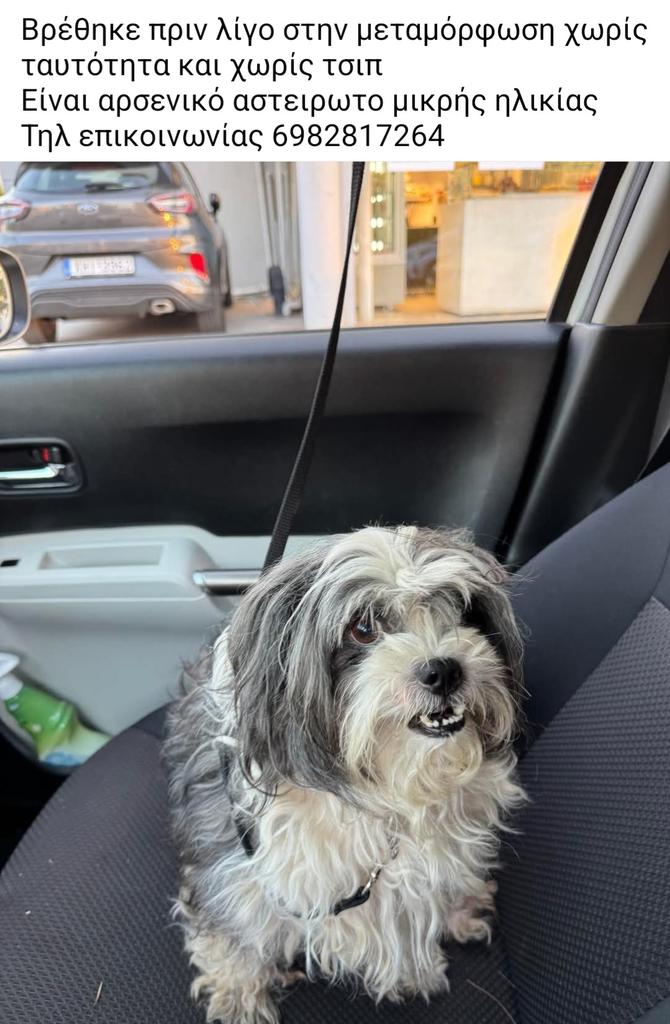 🆘️🆘️🆘️
Βρέθηκε στην Μεταμόρφωση χωρίς ταυτότητα κ τσιπ
Αρσενικό αστειρωτο μικρής ηλικίας 
Το αναζητεί κανείς;
Rt 🙏 🙏 🙏