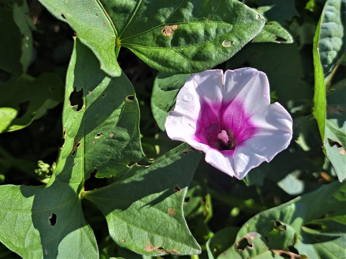 Was aussieht wie die Blüte einer Winde, ist die Blüte der Süsskartoffel (Ipomoea batatas). Einige Blätter sind von den Schnecken angefressen worden, aber die Frassschäden halten sich in Grenzen. Die Blätter sind essbar, z.B. als Spinat.