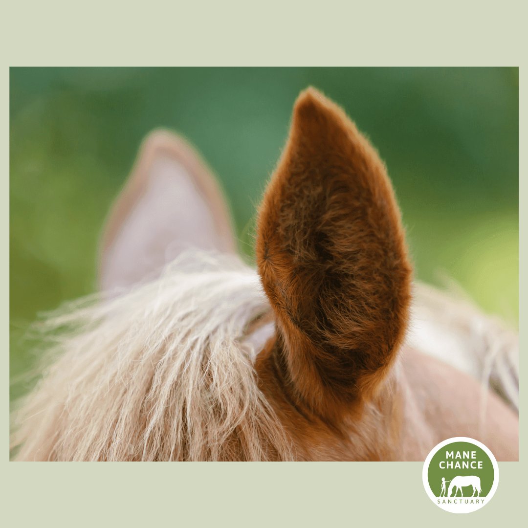 Did you know that horses have 10 muscles in their ear compared to our 3? This gives them a great range of movement and they can move each ear independently! Their ears are conical shaped which, when they rotate, allow them to focus on one sound, fading out the others. 1/2