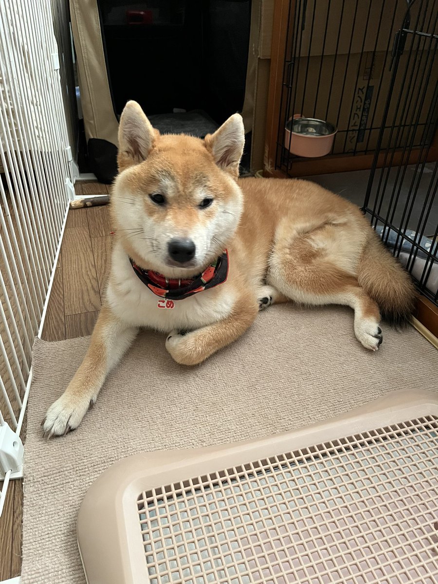 柴犬こめ0歳 (@shibainukome) / X