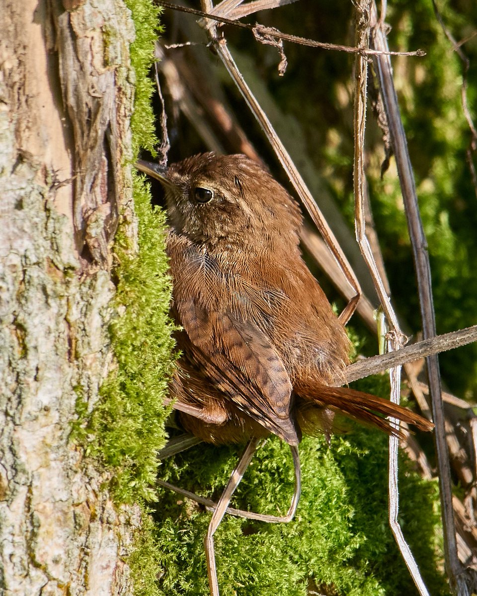 Wren.