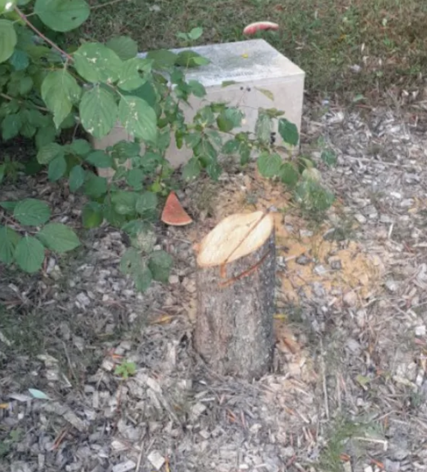 CerfiaFR's tweet photo. 🇫🇷🌳 FLASH | François Bayrou a dénoncé « la haine antisémite » après qu’un arbre, en hommage à Ilan Halimi tué et torturé en 2006, a été abattu à Épinay-sur-Seine. https://t.co/Mf5dBUxOIr