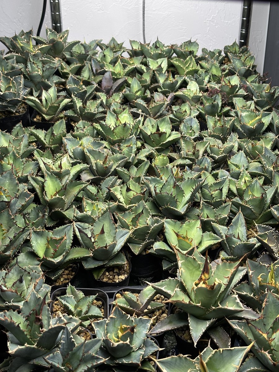 nakaplants's tweet photo. 8/23.24
2day
和泉市でdsstyleモデルハウスで
実生狩り来てね https://t.co/sDCBlzfWpW