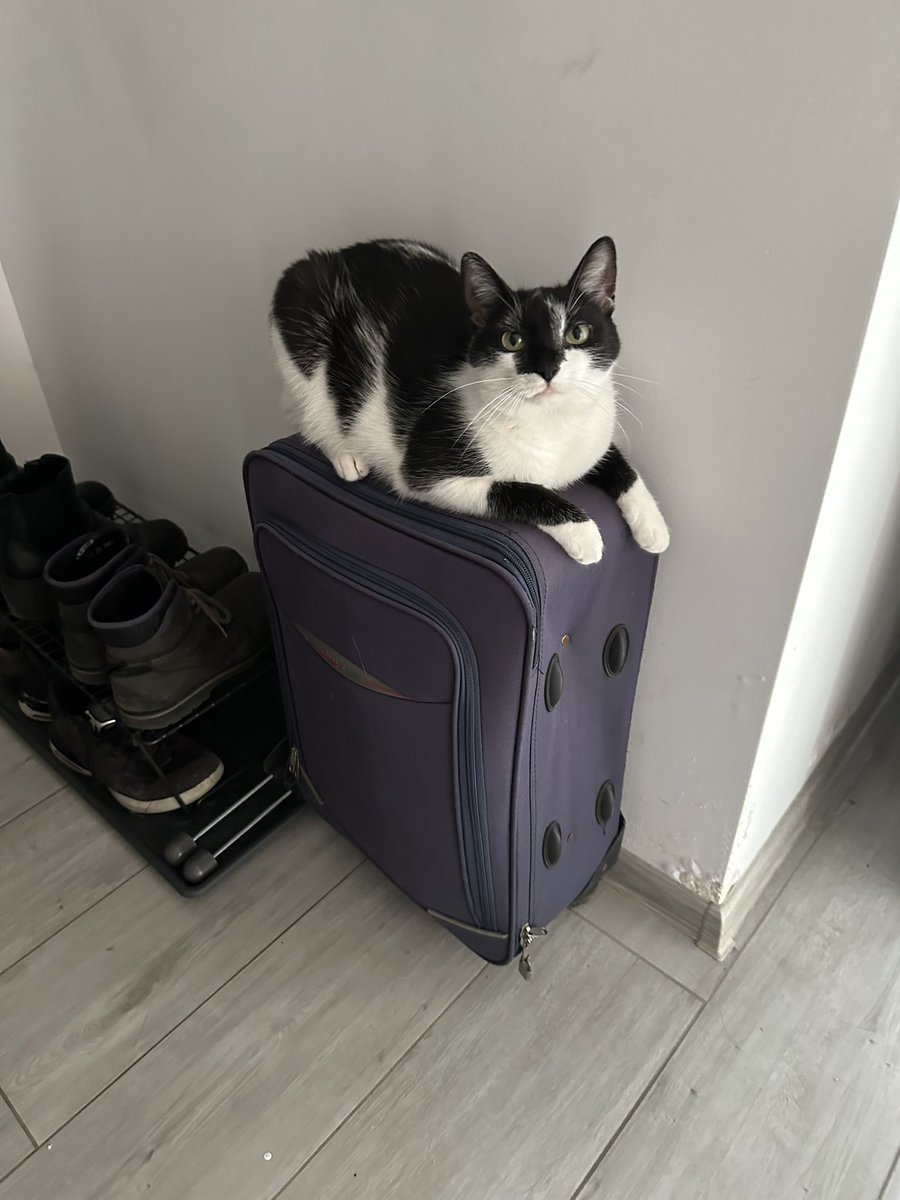 weronicorn's tweet photo. jadę do krakowa na 3 dni i mój kot nie chce zejść z walizki 😭 https://t.co/Gow5SlZSq4