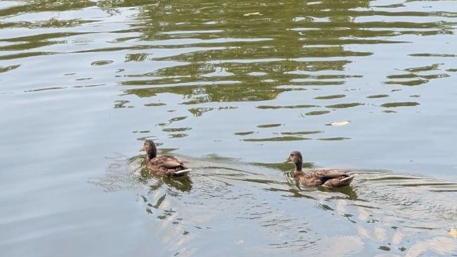 Андрій та кринжні 🦆 (@akdmeh) on Twitter photo Вітаємо. Мета акаунту <a href="/Akdmeh/">Андрій та кринжні 🦆</a> — популяризувати крижнів, її естетику і красу природи. Попри війну, попри мобілізацію, всі стереотипи і міфи про армію, нам вдається продовжувати. Ми публікуємо свої світлини і запитуємо качечок, чи вони не проти і готові видаляти фото по їх запиту. Вітаємо. Мета акаунту <a href="/Akdmeh/">Андрій та кринжні 🦆</a> — популяризувати крижнів, її естетику і красу природи. Попри війну, попри мобілізацію, всі стереотипи і міфи про армію, нам вдається продовжувати. Ми публікуємо свої світлини і запитуємо качечок, чи вони не проти і готові видаляти фото по їх запиту.