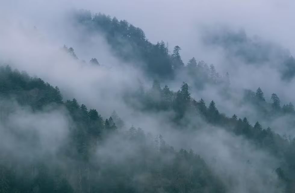 «[...] el último fantasma de la hilera se acerca a ti, en silencio, te pone 
una luz en la mano y has de seguir detrás de ellos hasta el amanecer [...]»

— Wenceslao Fernández Flórez, 'El bosque animado'