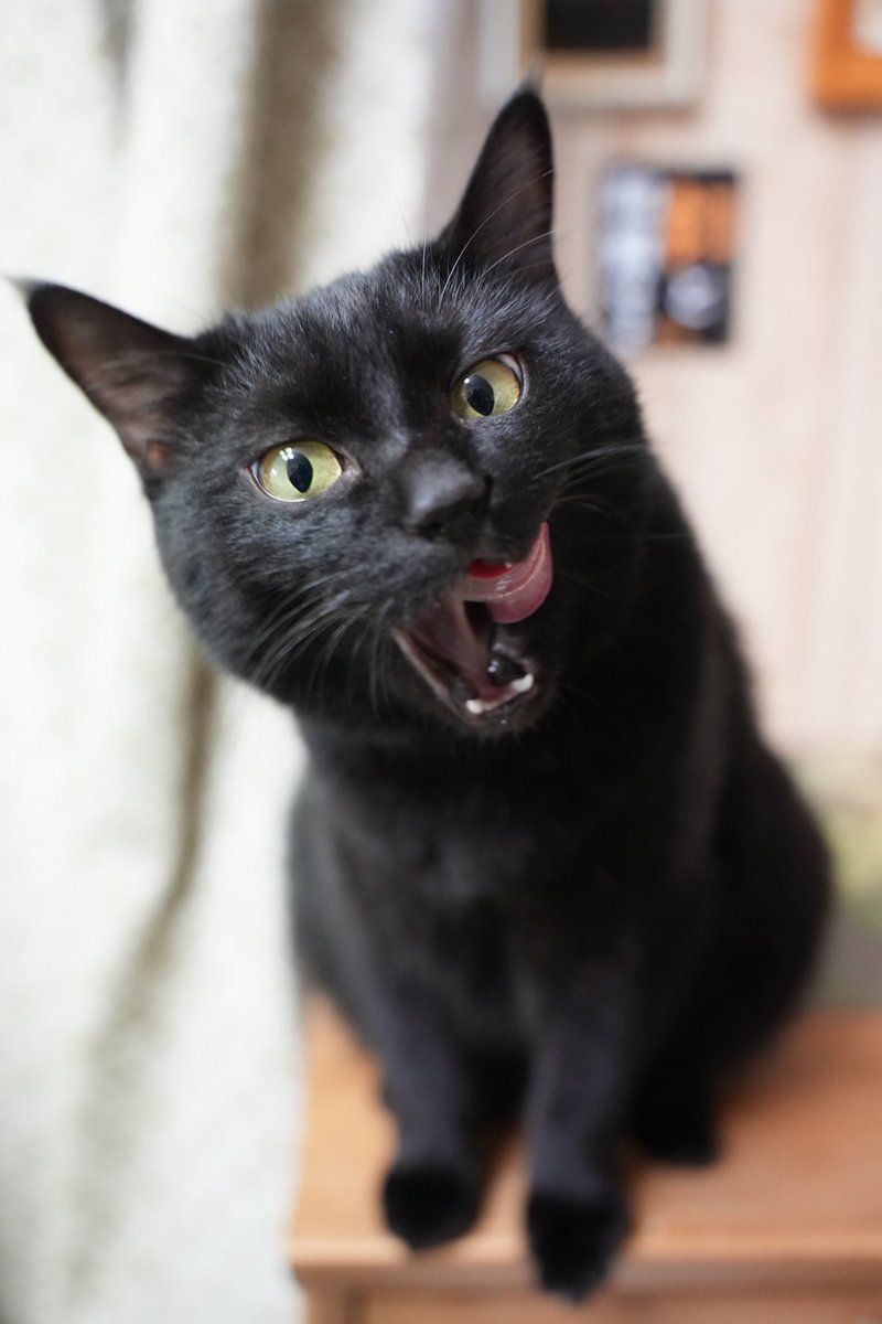 黒ねこちゃん 坂道で追いかけてくる黒ねこちゃん No.997 2025年 8月