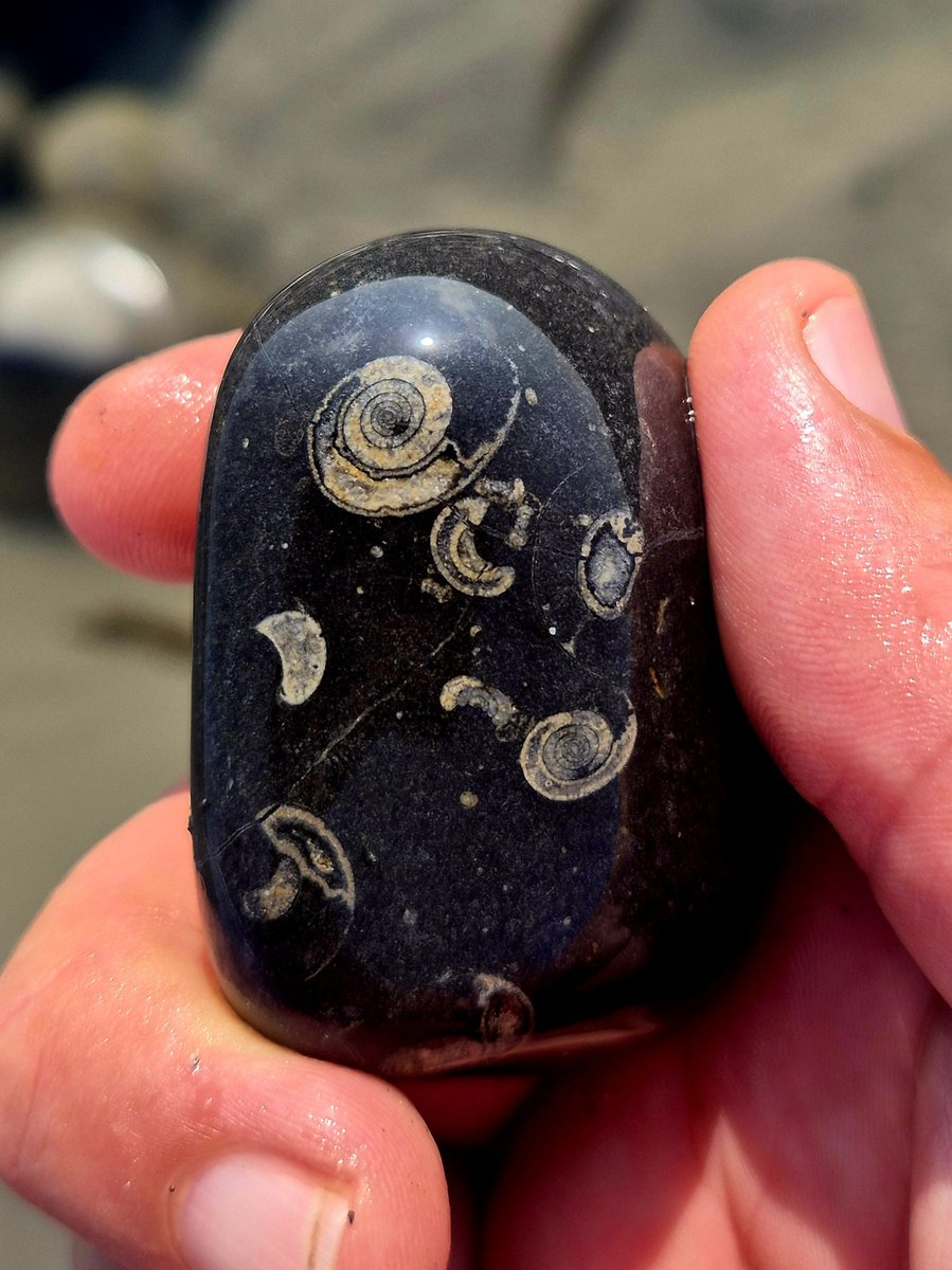 Cormac's Coast (@cormac_mcginley) on Twitter photo Fossilized Goniatites like galaxies spiraling through space. Over 300 million years in the making.
County Clare, Ireland. Fossilized Goniatites like galaxies spiraling through space. Over 300 million years in the making.
County Clare, Ireland.