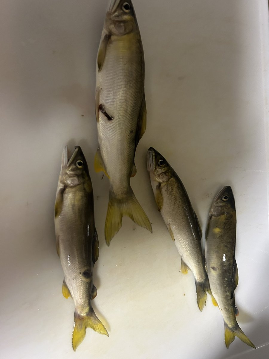 RUI05280's tweet photo. 川で鮎を捕まえて塩焼き🐟
ビールと一緒にめっちゃ幸せ(  ´˘`  )
少しシッポこんがり焦げたW
でもめっちゃ美味かった😊 https://t.co/vn13uHSboG