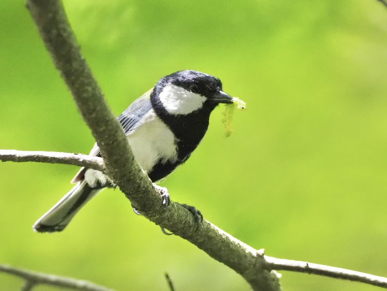 鳥と木の枝 コツコツコツ.木をつつく鳥さんの正体 : アコードワゴンと