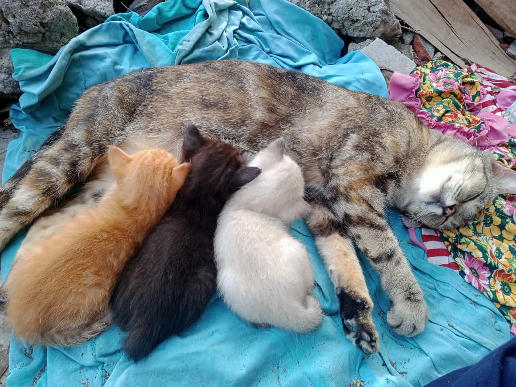 🤘🏻😼 tweet media