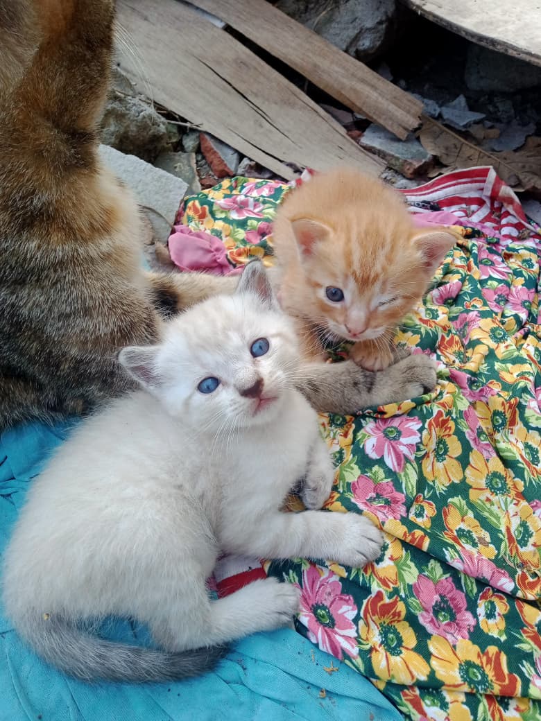 🤘🏻😼 tweet media