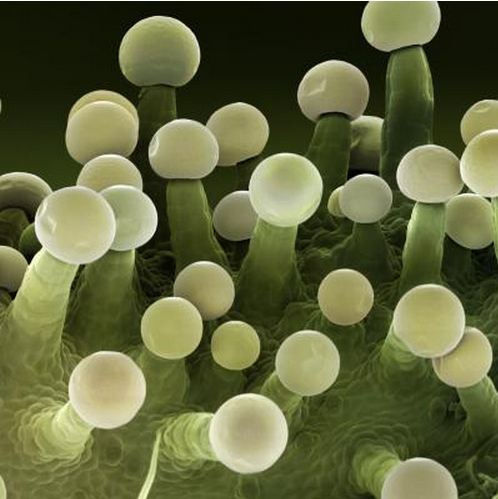 HEMP EMBASSY HEADLINES #668 | 14 AUGUST 2025 - mailchi.mp/hempembassy.ne…
Big important local news is our medicine regulator, the Therapeutic Goods Administration, officially opened the door for consultation on new cannabis rules—suggest we all be bothered to write to them.